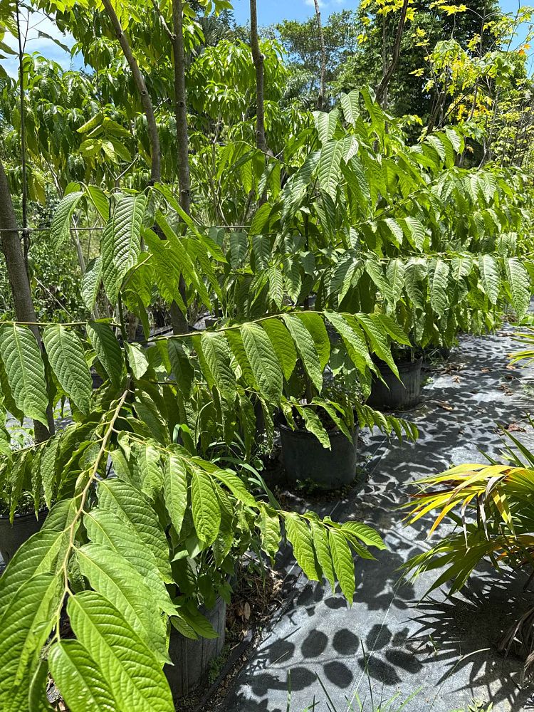 cananga-odorata-ylang-ylang-tree