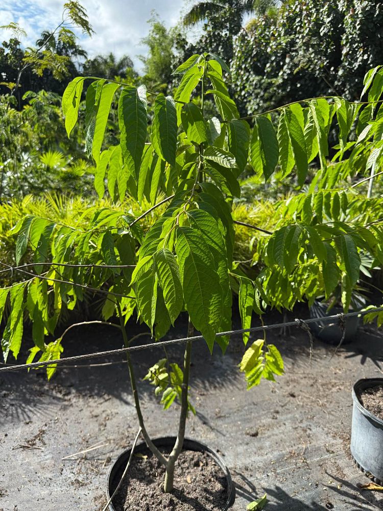 cananga-odorata-ylang-ylang-tree