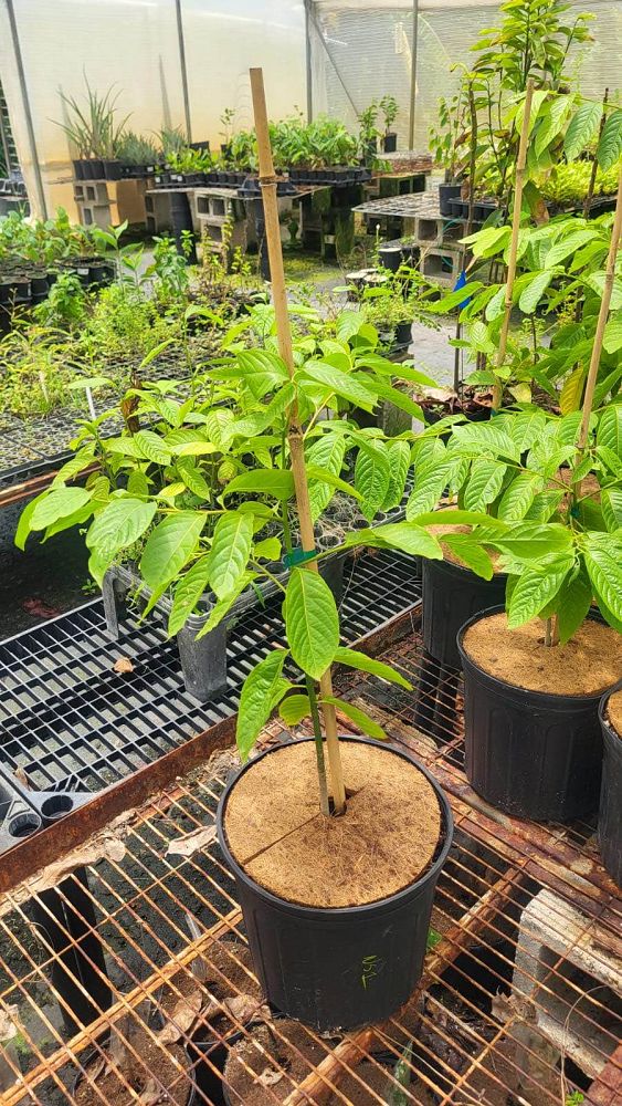 cananga-odorata-ylang-ylang-tree