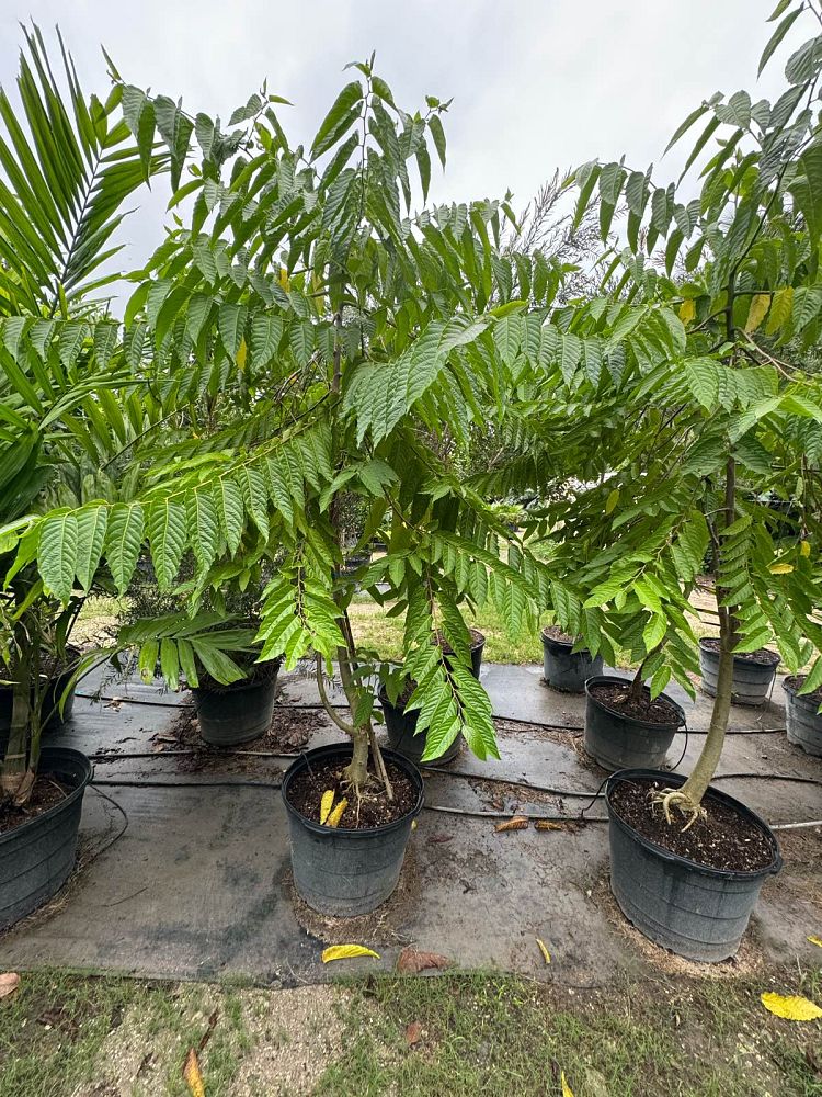 cananga-odorata-ylang-ylang-tree