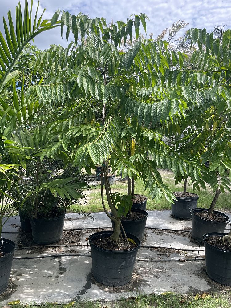 cananga-odorata-ylang-ylang-tree