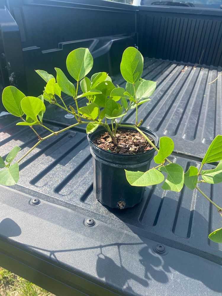 canavalia-maritima-beach-bean