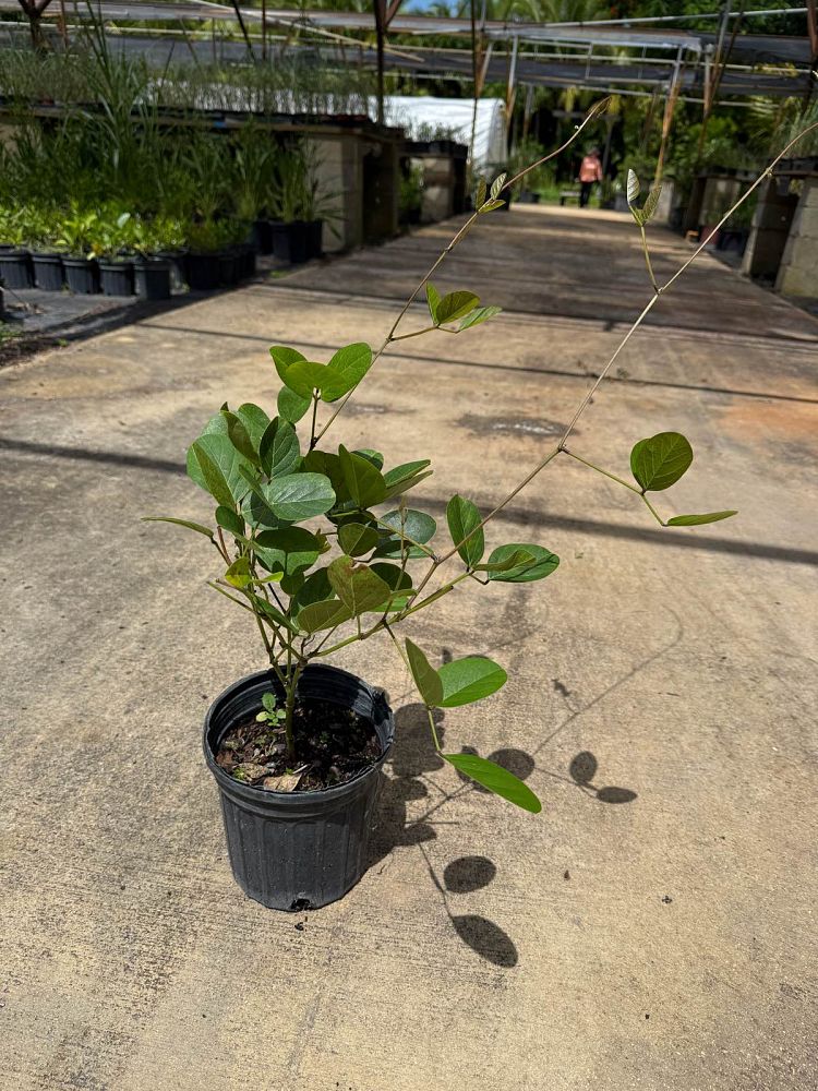 canavalia-maritima-beach-bean