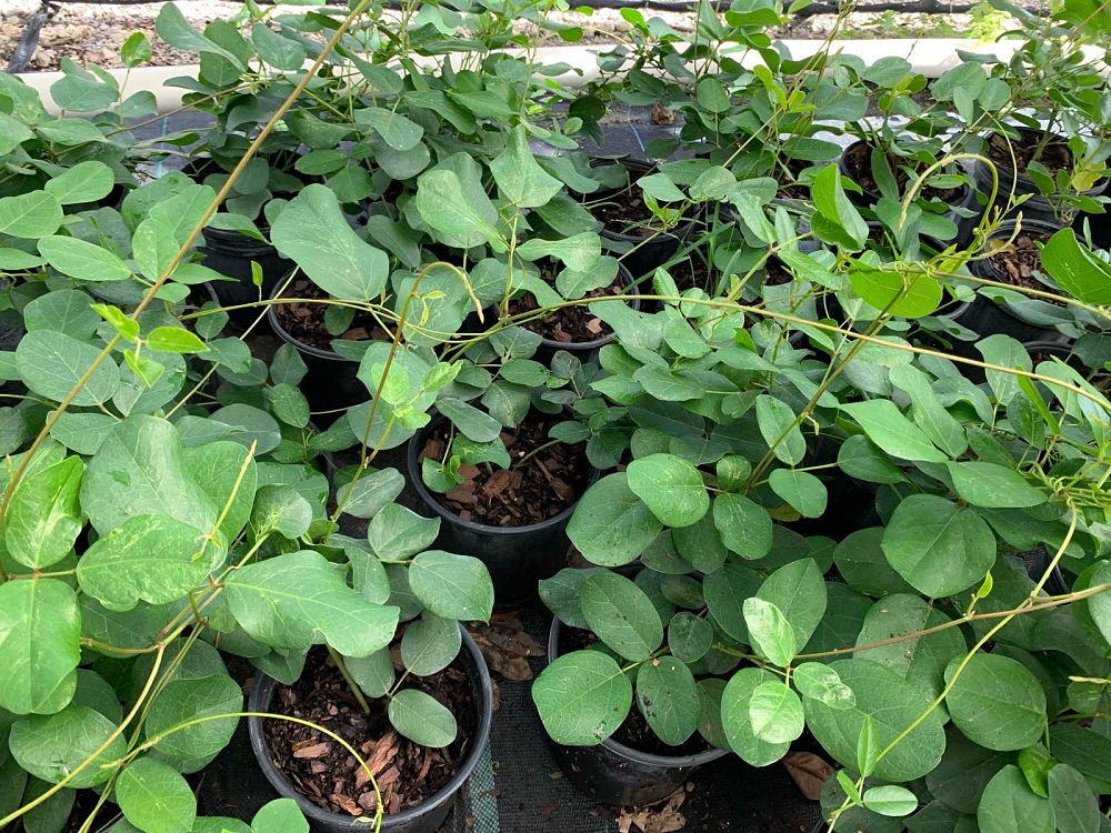 canavalia-rosea-beach-bean