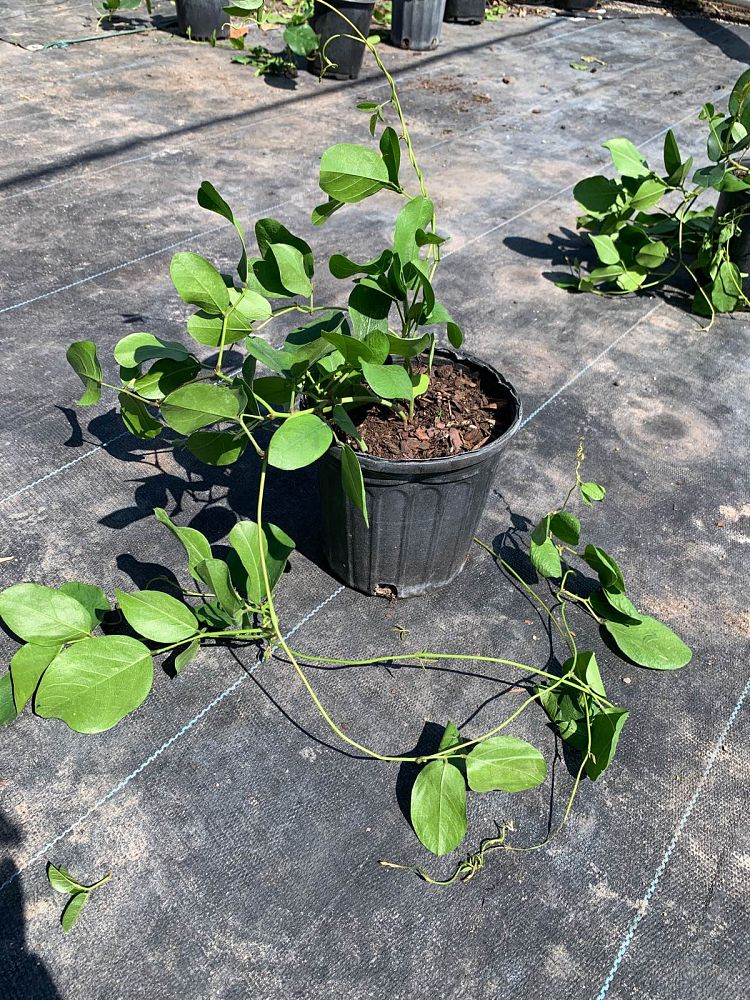 canavalia-rosea-beach-bean