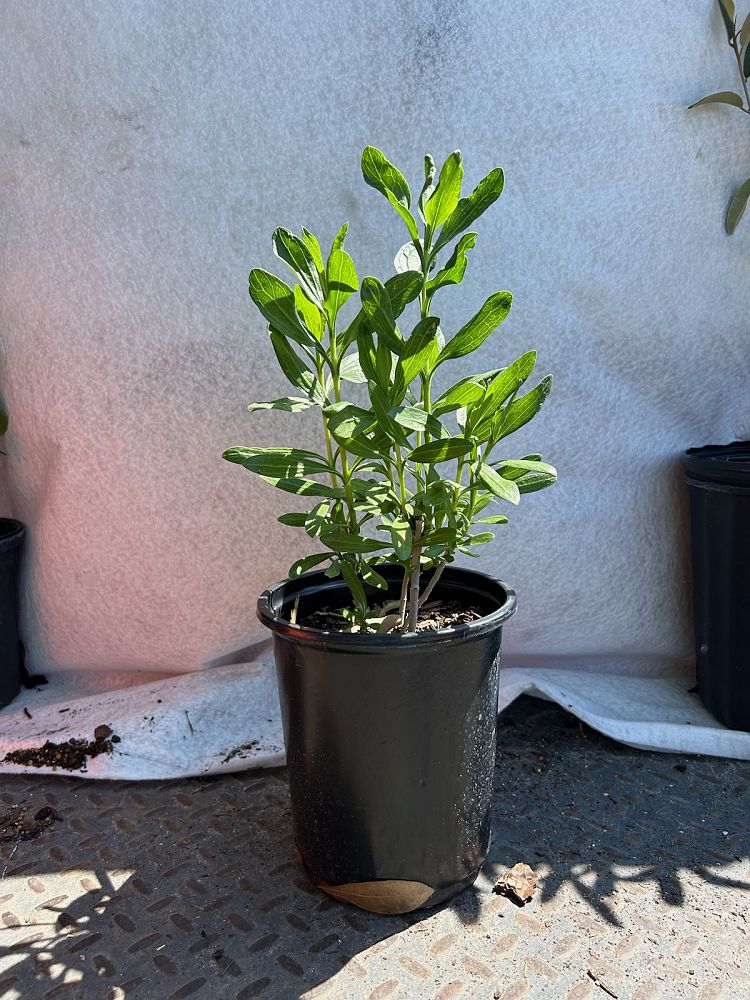 canavalia-rosea-beach-bean