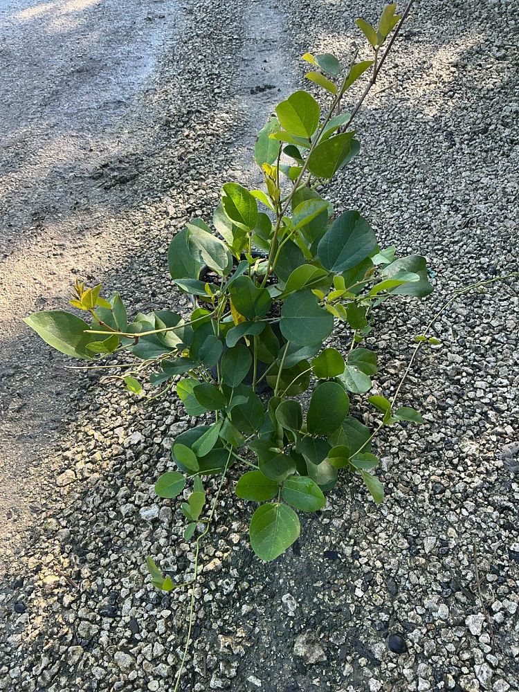 canavalia-rosea-beach-bean