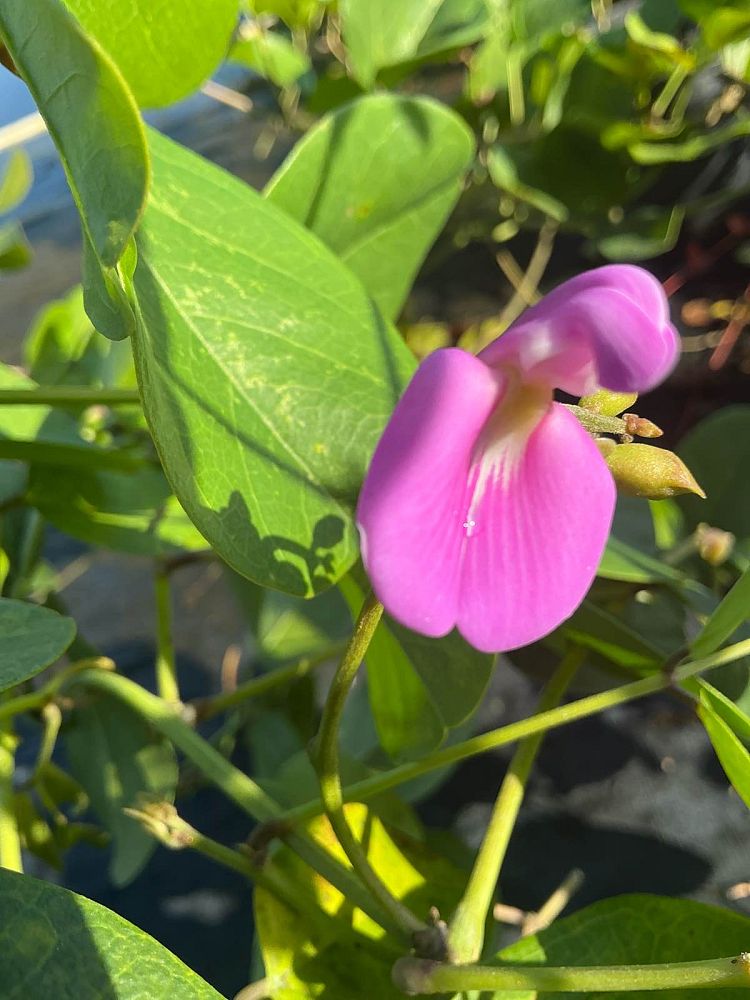 canavalia-rosea-beach-bean