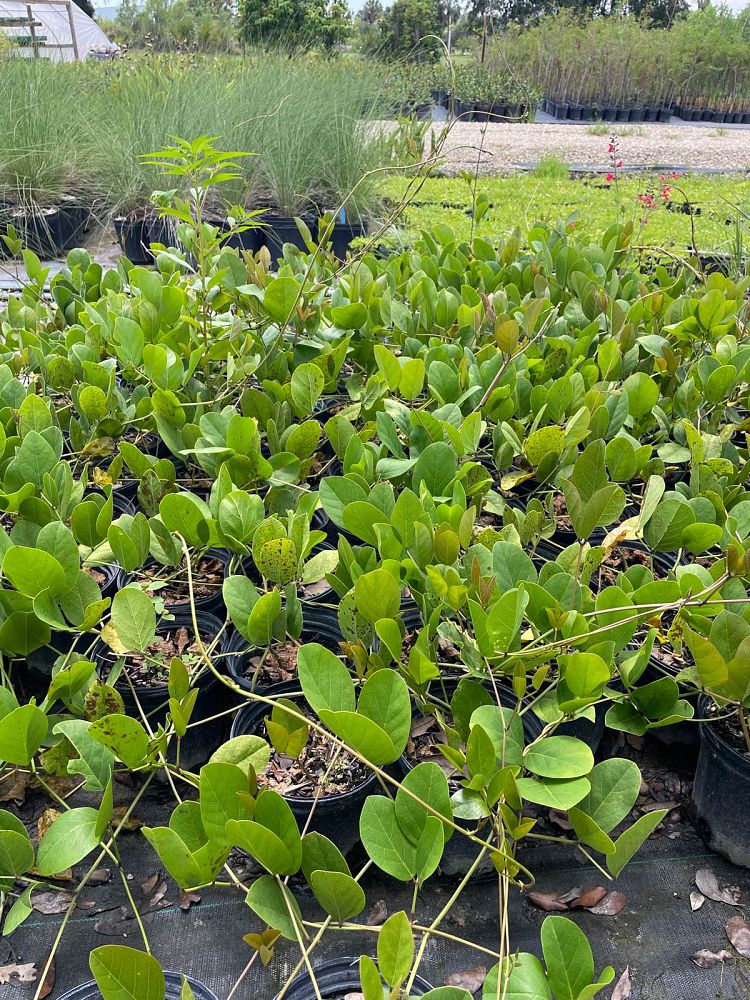 canavalia-rosea-beach-bean
