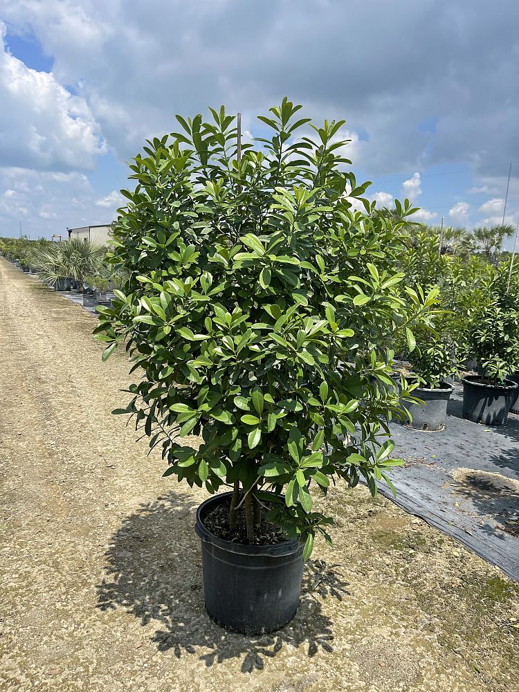 Native Tree Nursery, Inc.