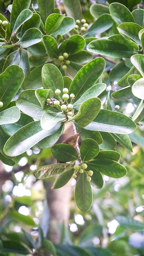 canella-winterana-wild-cinnamon-bark