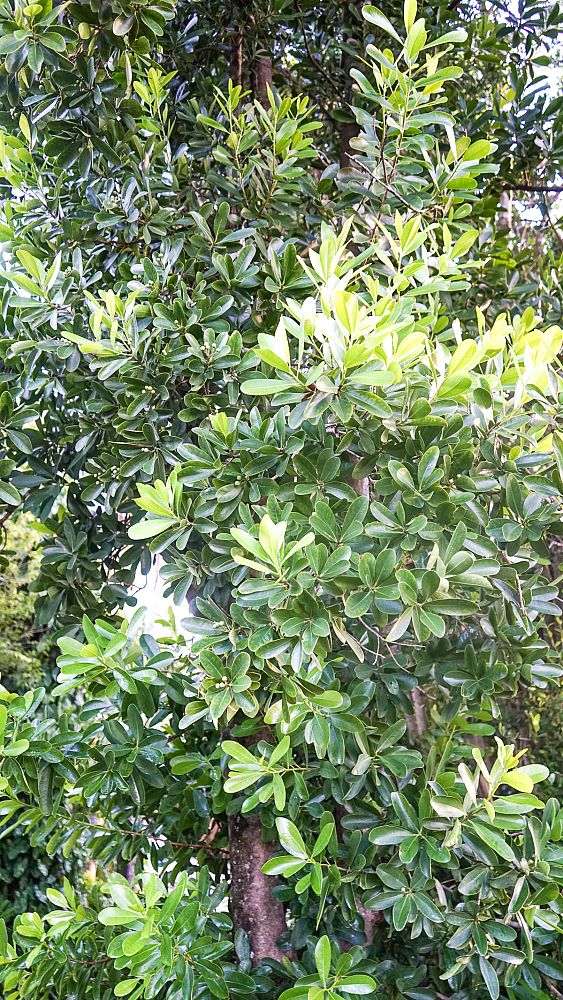 canella-winterana-wild-cinnamon-bark