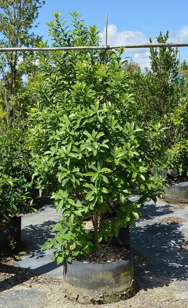 canella-winterana-wild-cinnamon-bark