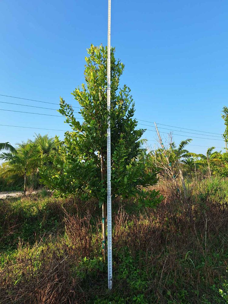 canella-winterana-wild-cinnamon-bark