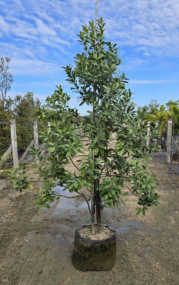 canella-winterana-wild-cinnamon-bark