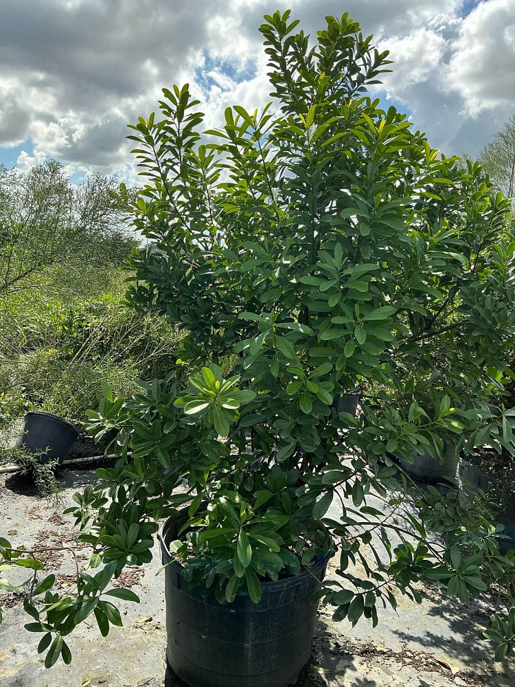 canella-winterana-wild-cinnamon-bark