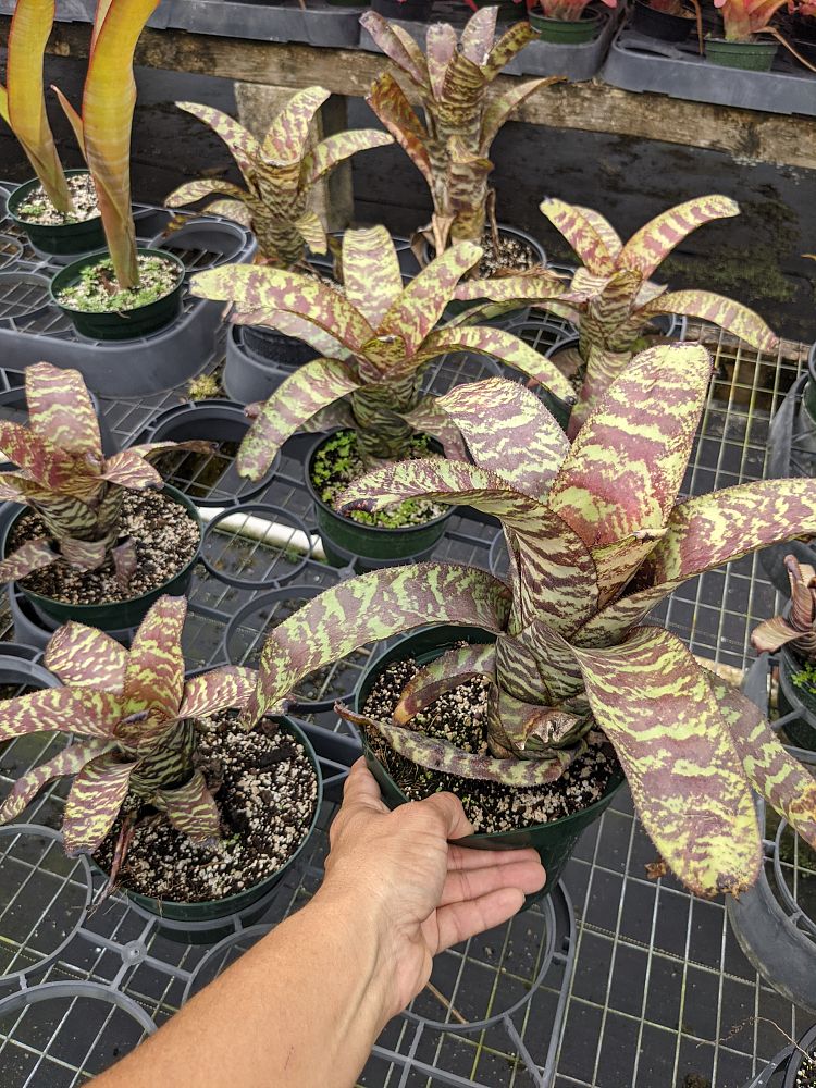 canistrum-seidelianum-bromeliad