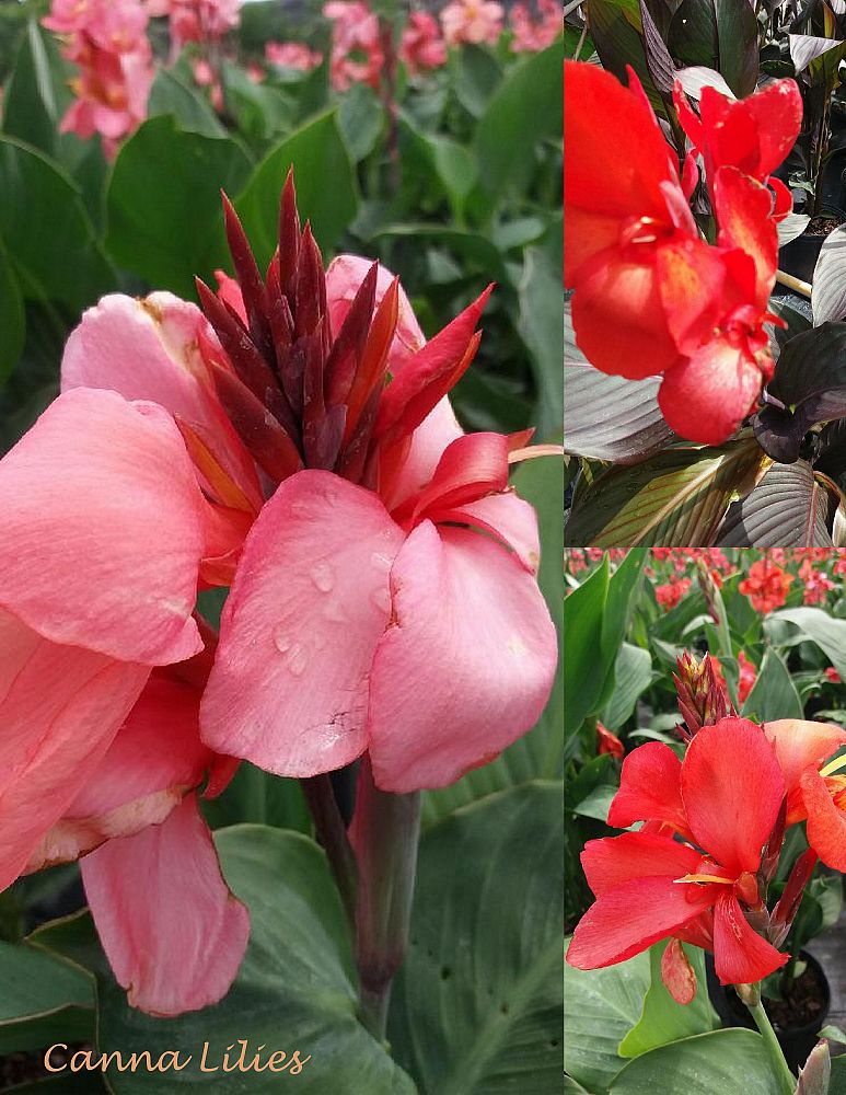 canna-assorted-canna-lily