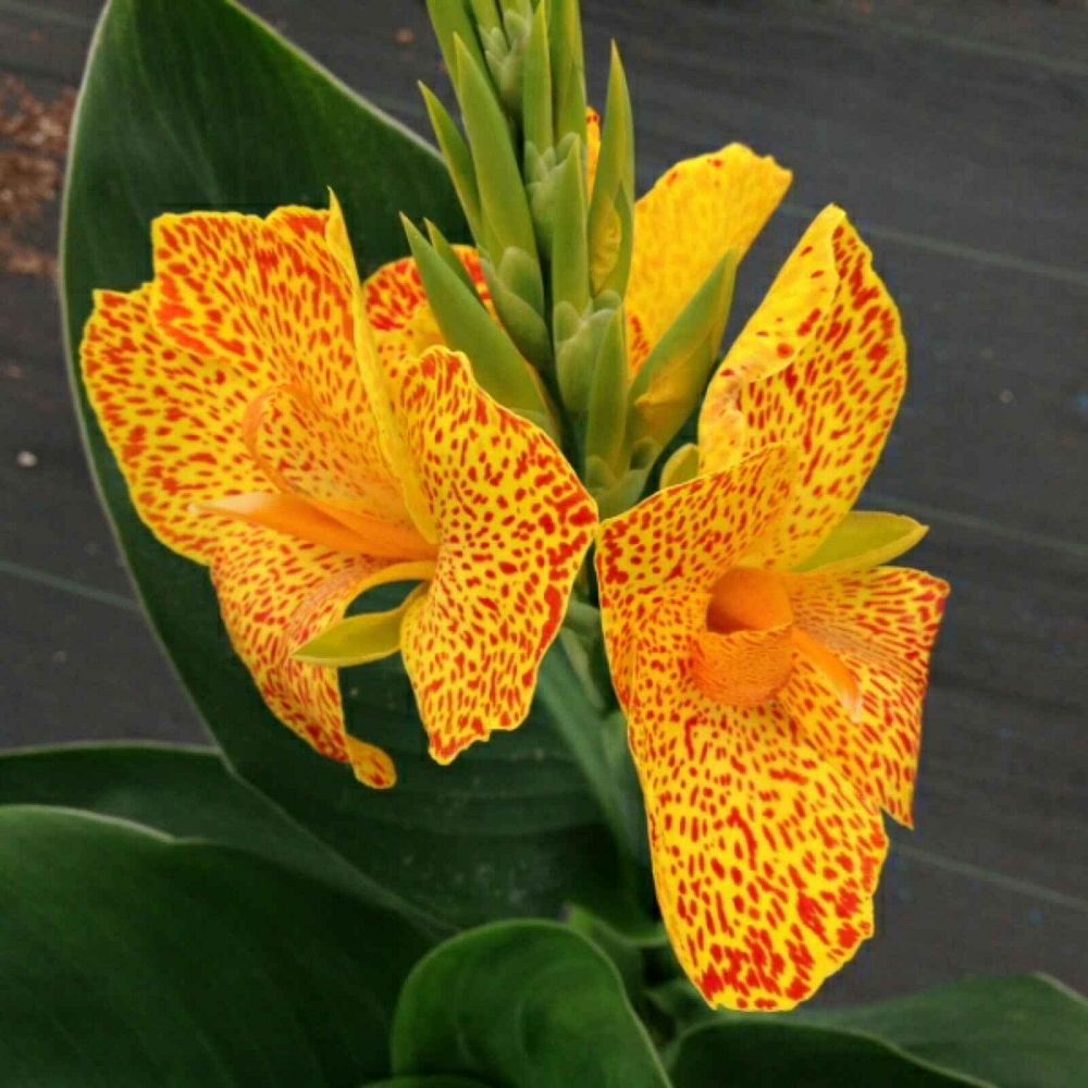 canna-aurantiaca-canna-lily