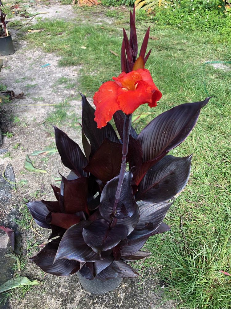 canna-australis-australian-canna