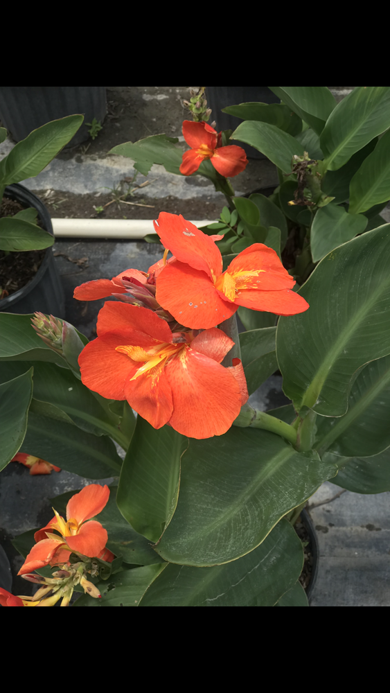 canna-canna-lily