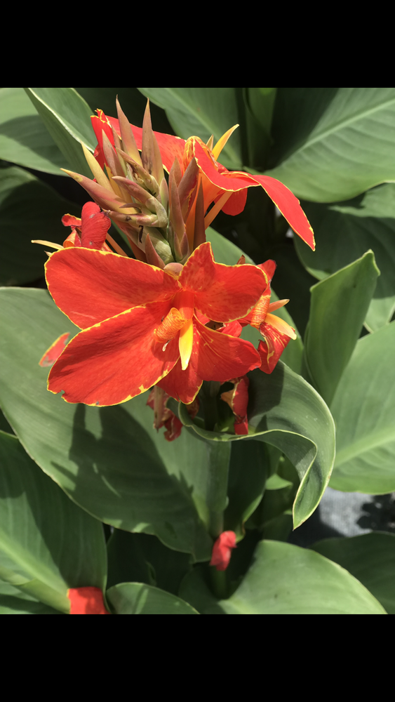 canna-canna-lily