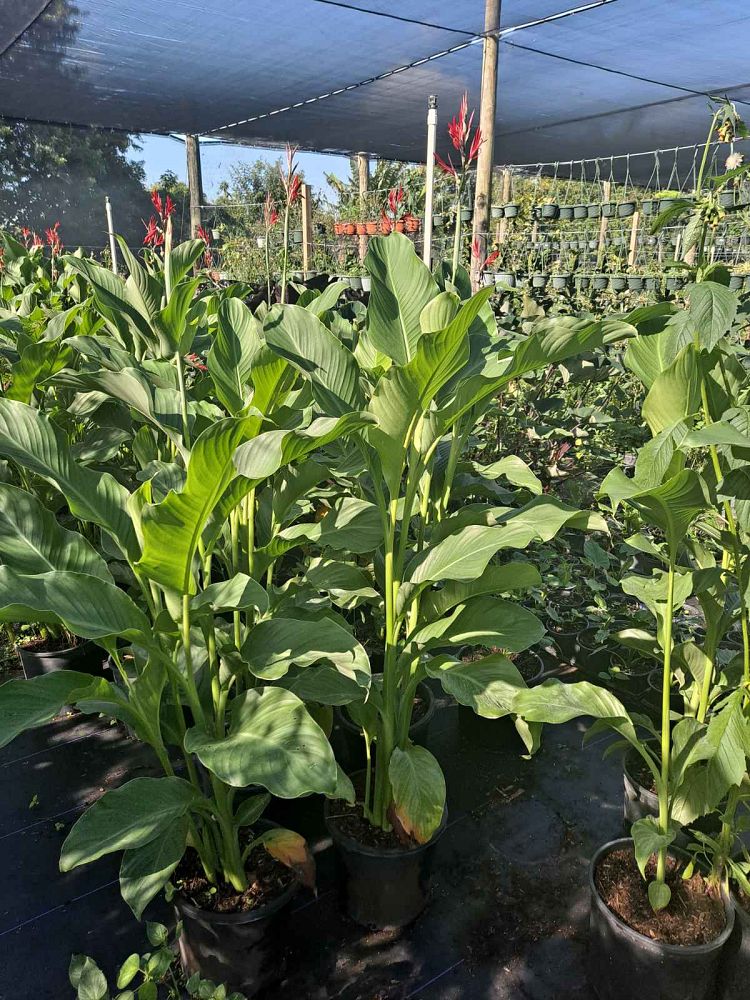 canna-canna-lily