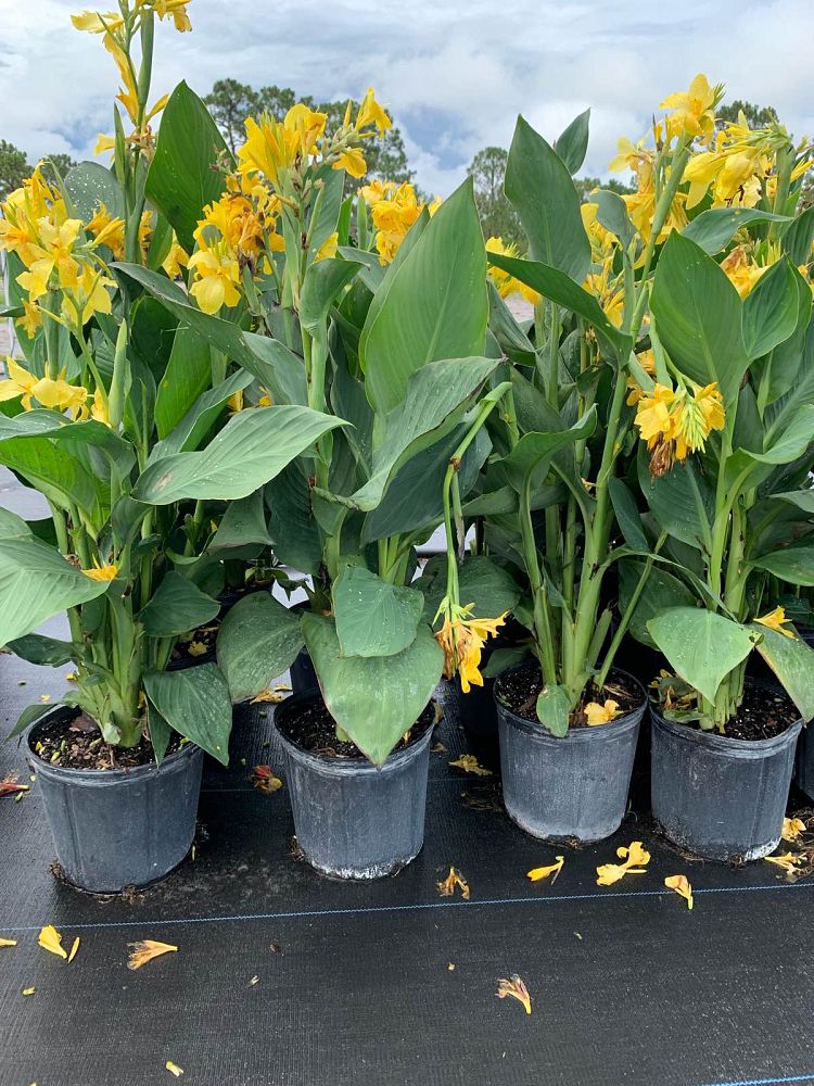 canna-canna-lily