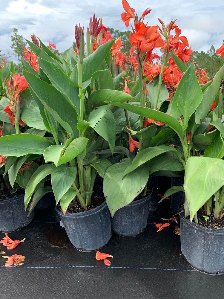 canna-canna-lily