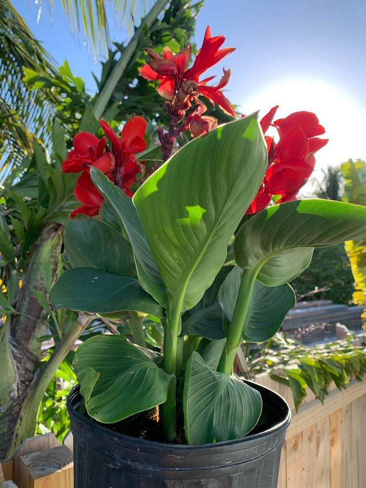 canna-canna-lily