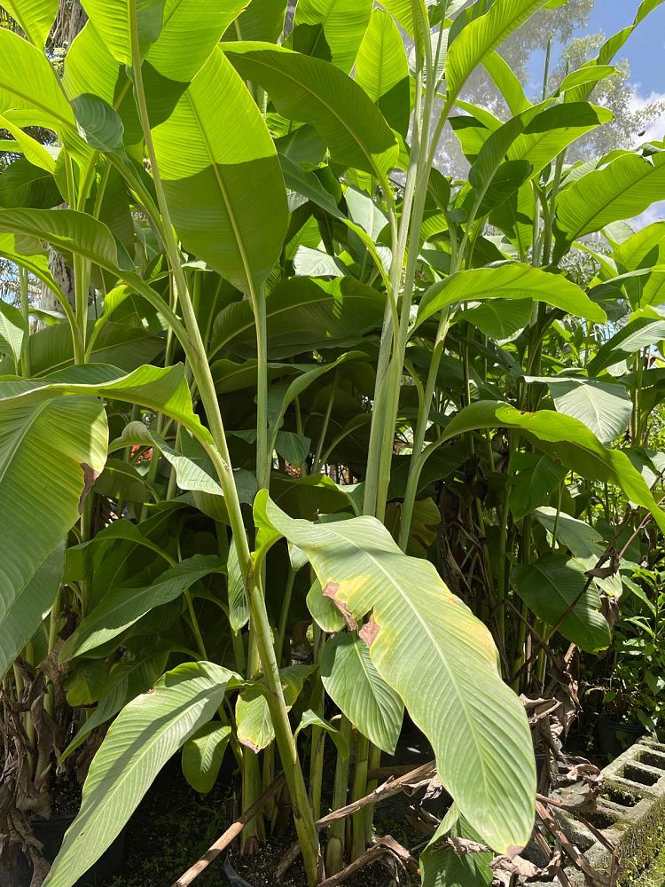 canna-canna-lily