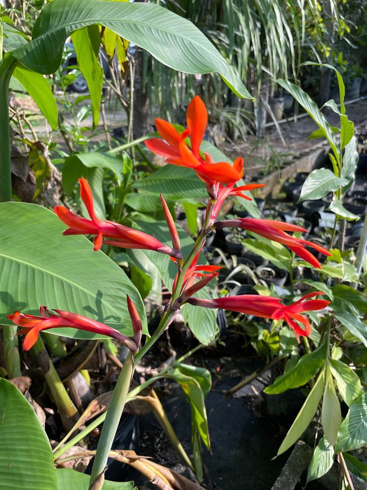 canna-canna-lily