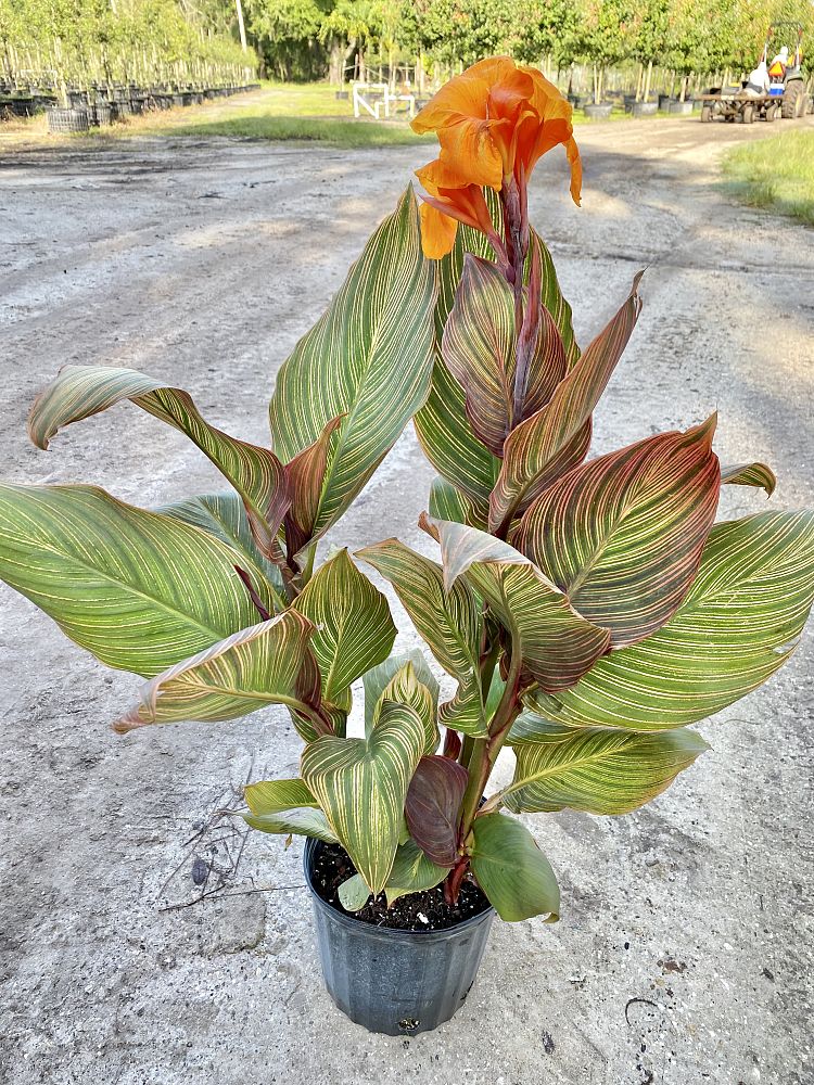 canna-canna-lily