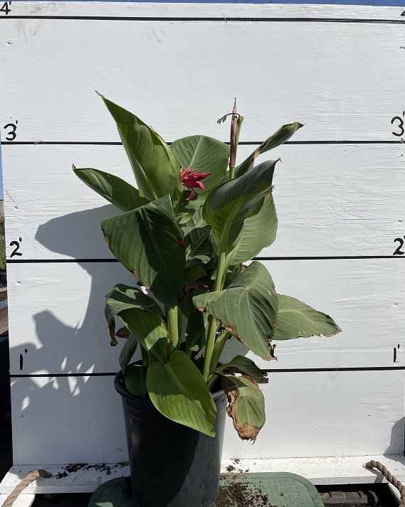 canna-canna-lily