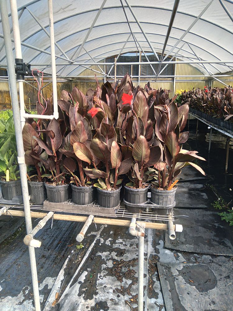 canna-canna-lily
