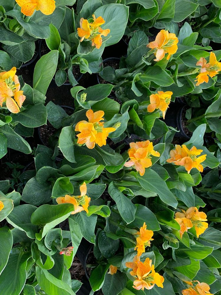 canna-canna-lily