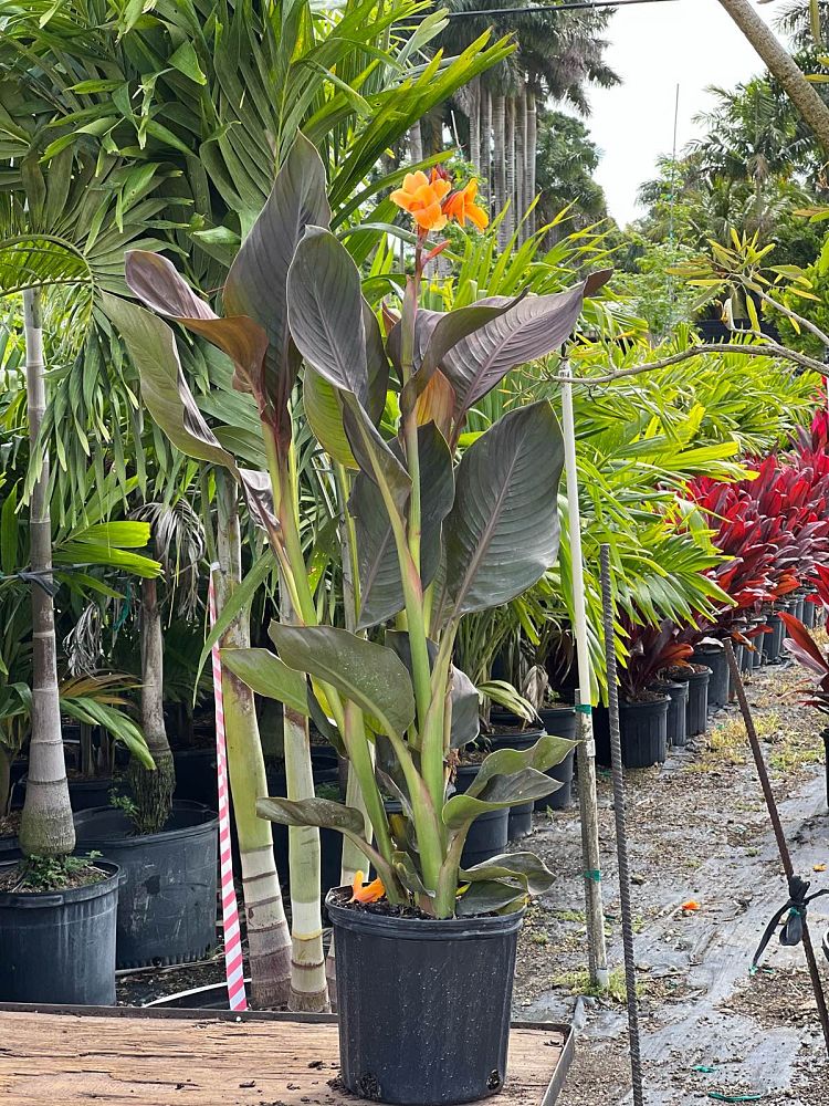 canna-canna-lily