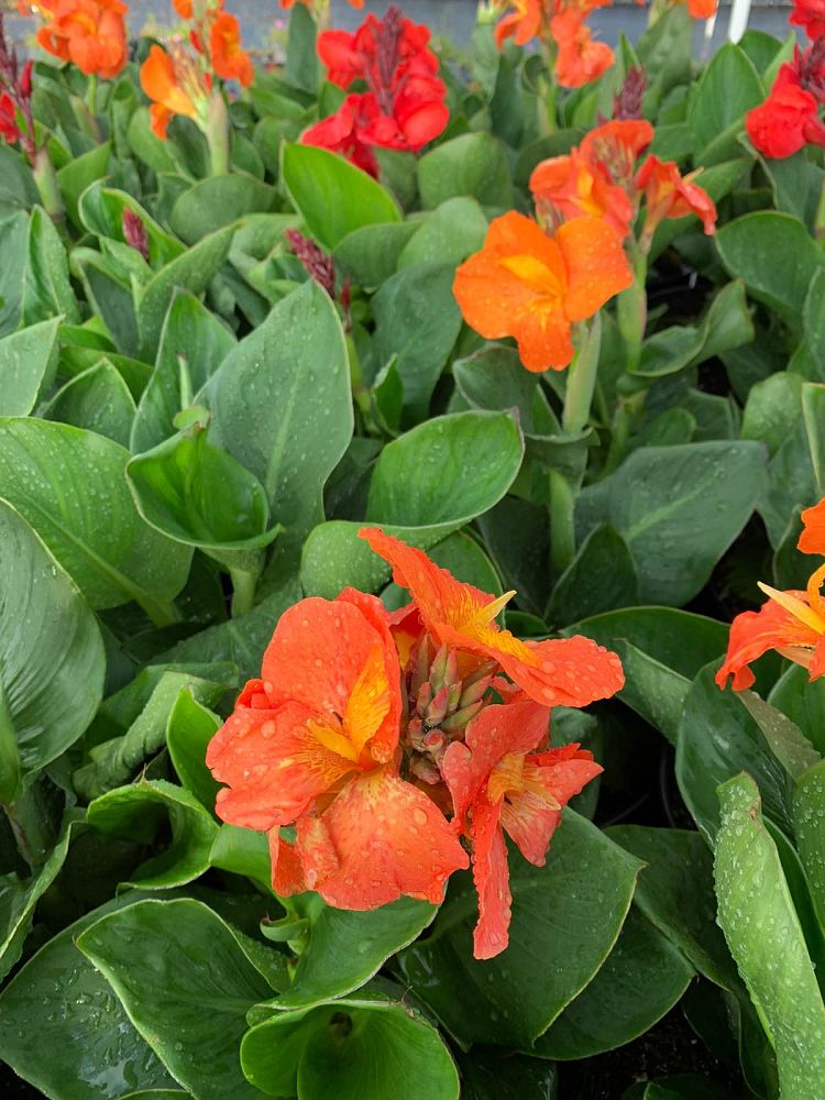 canna-canna-lily