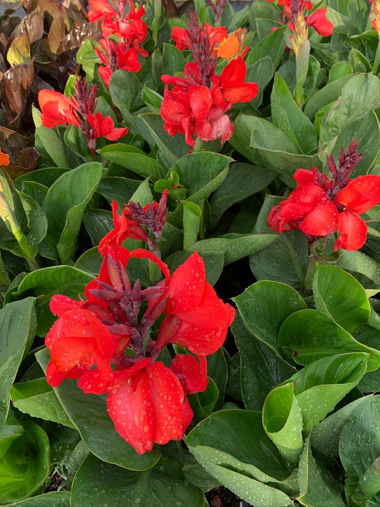 canna-canna-lily