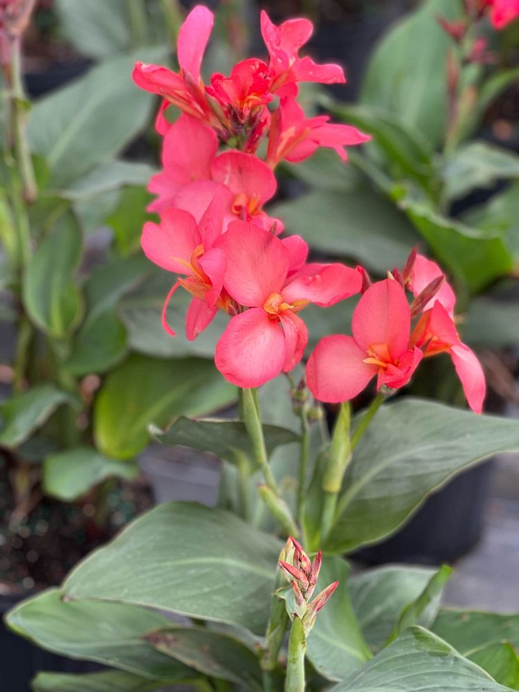 canna-canna-lily