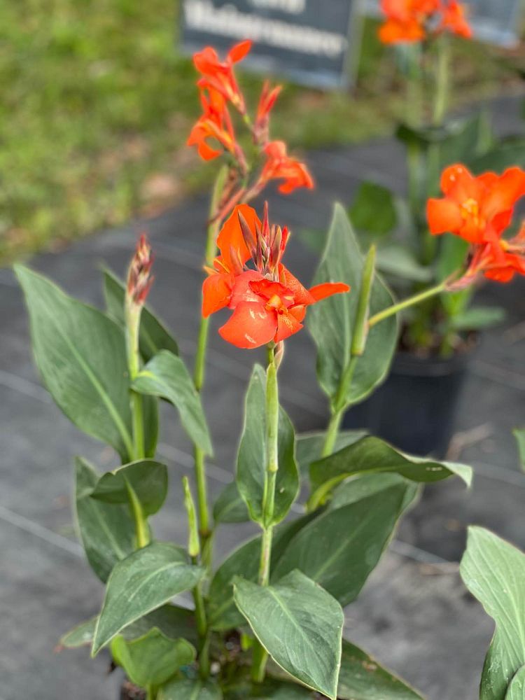 canna-canna-lily