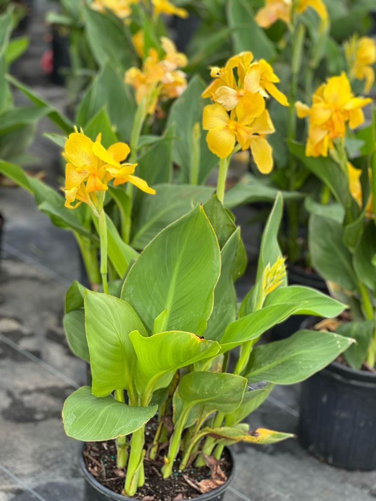canna-canna-lily