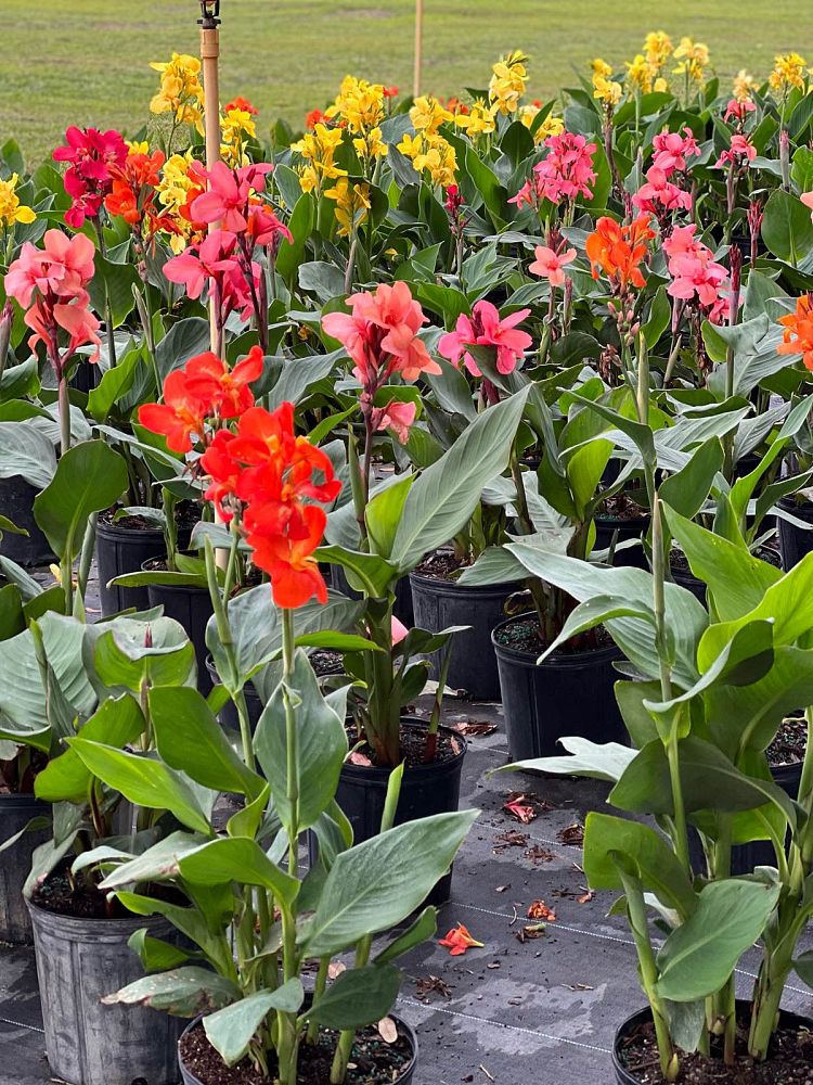 canna-canna-lily
