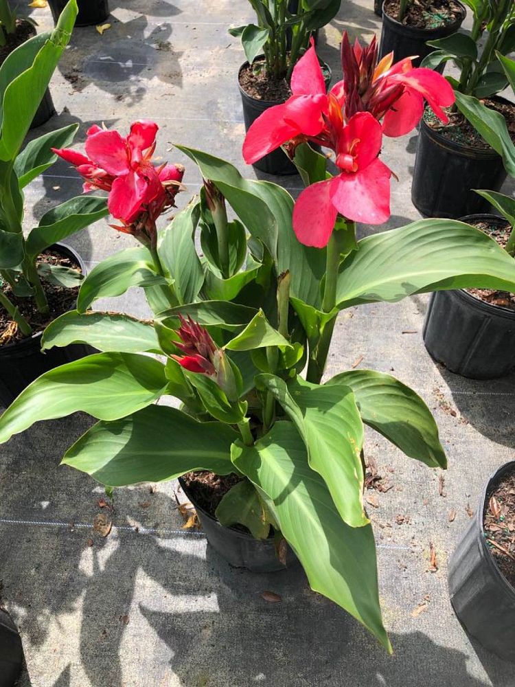 canna-canna-lily