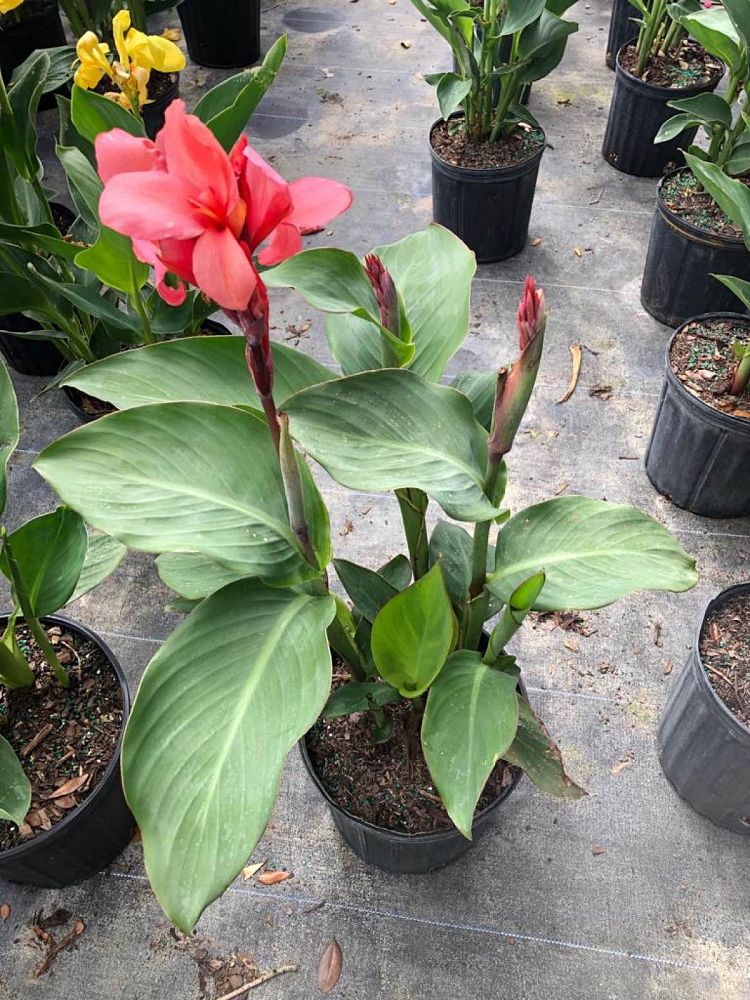 canna-canna-lily