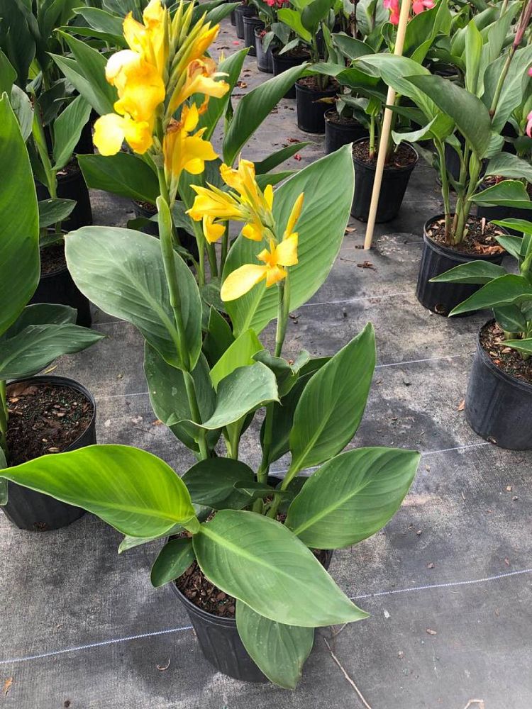 canna-canna-lily
