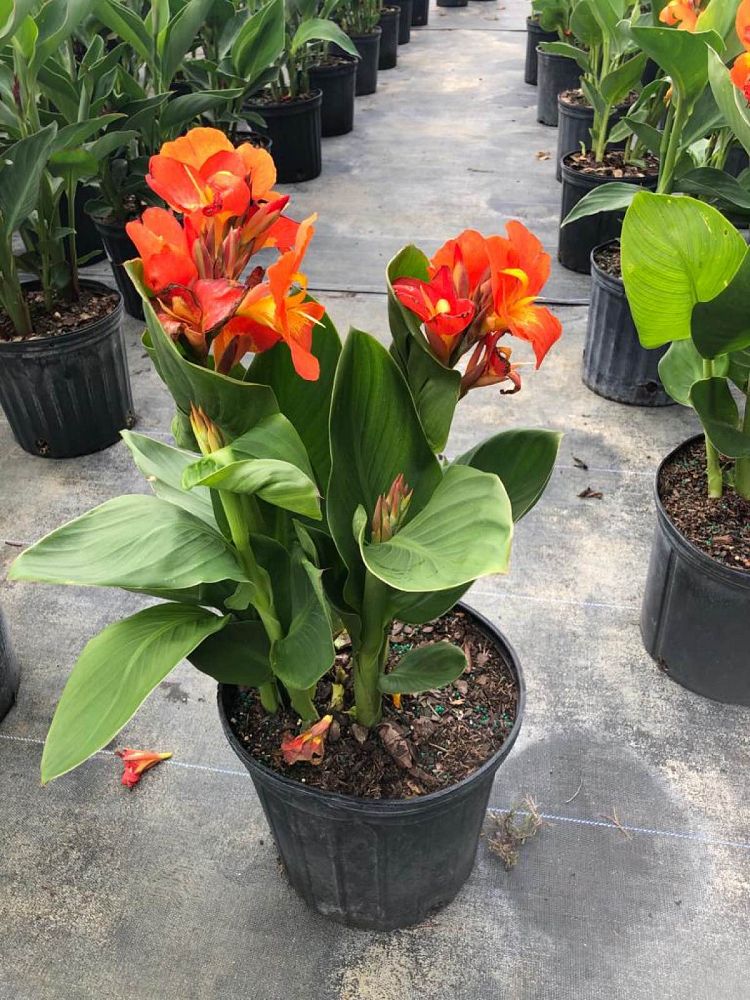 canna-canna-lily