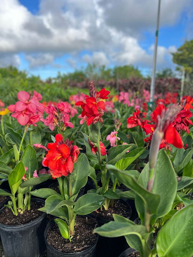 canna-canna-lily