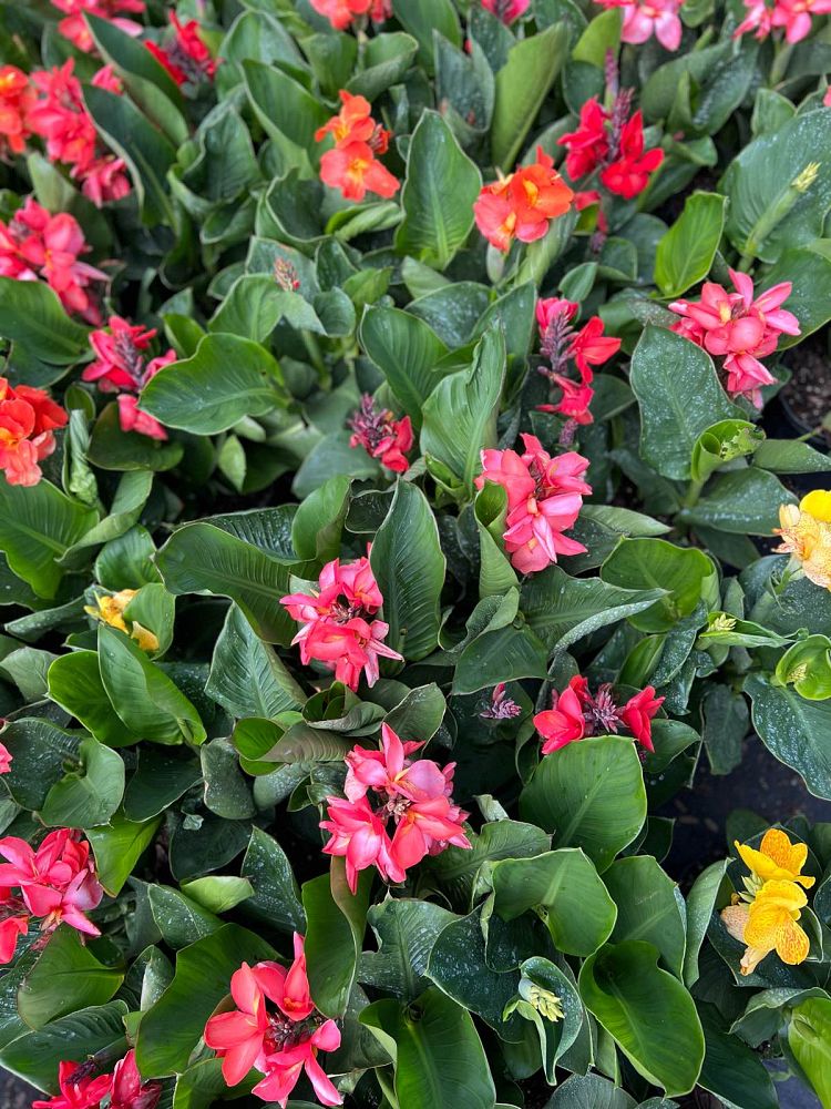 canna-canna-lily