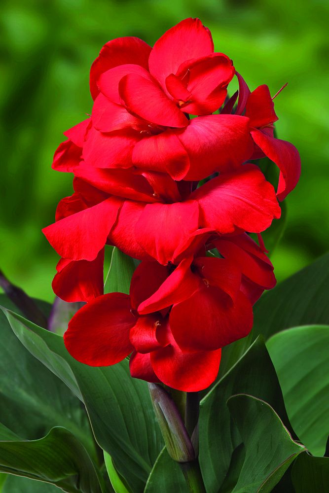 canna-canna-lily